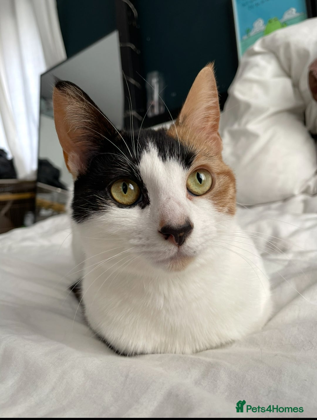 Domestic Shorthair cats for sale: Family cat needs a new home - Advert 4