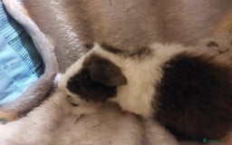 Guinea Pig rodents for sale: Beautiful guinea pigs  - Image 5