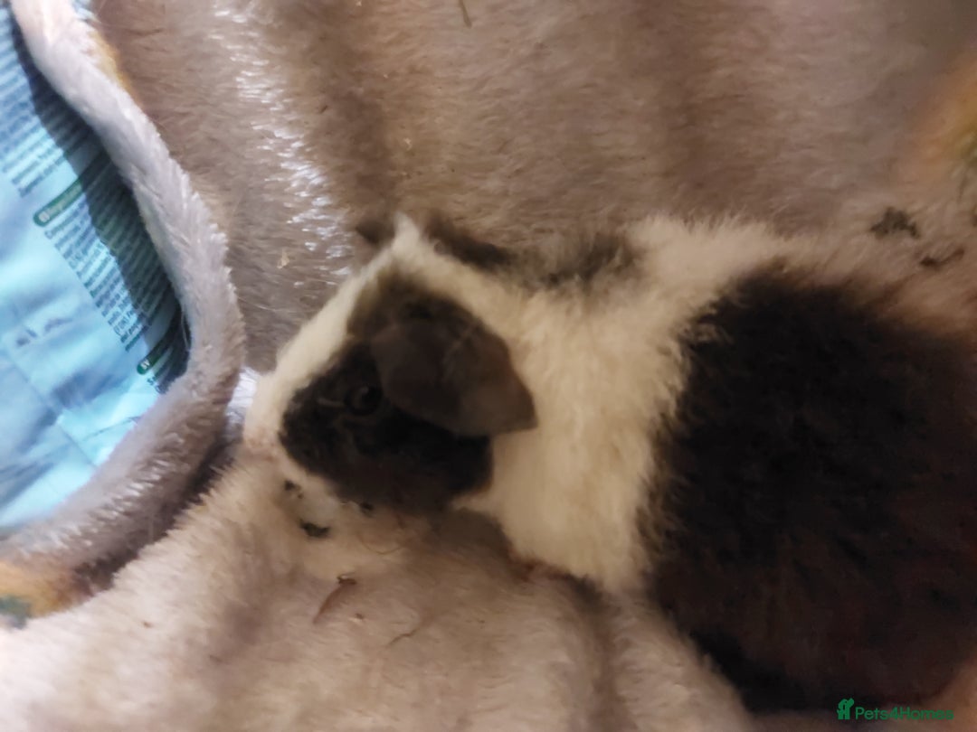 Guinea Pig rodents for sale: Beautiful guinea pigs  - Image 5