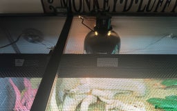 Bearded Dragon reptiles for sale: Red Bearded Dragon+Full working setup+Live food - Image 9