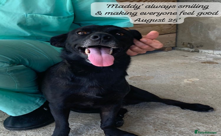 Mixed Breed dogs - Advert 19