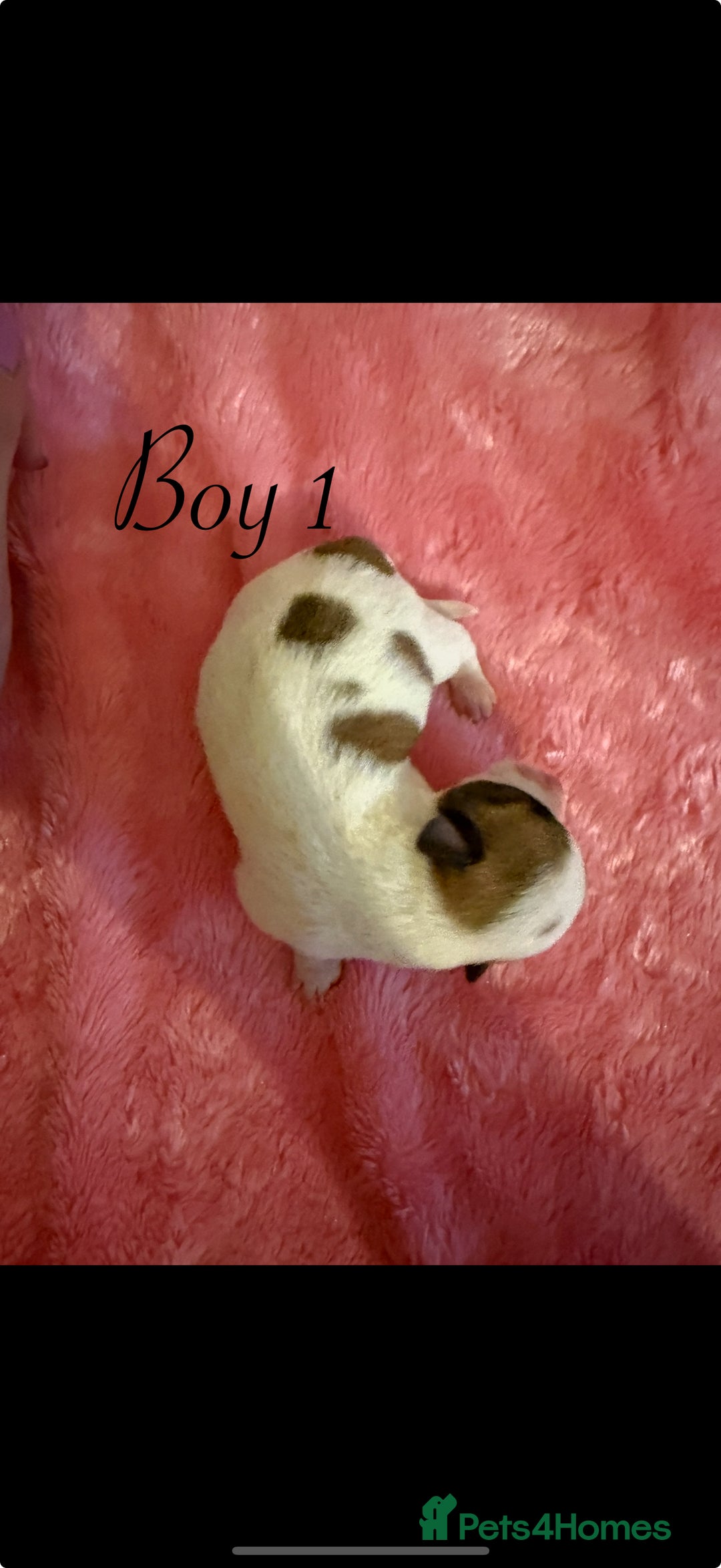 Chihuahua dogs for sale: Beautiful Chihuahua puppy’s  - Image 4
