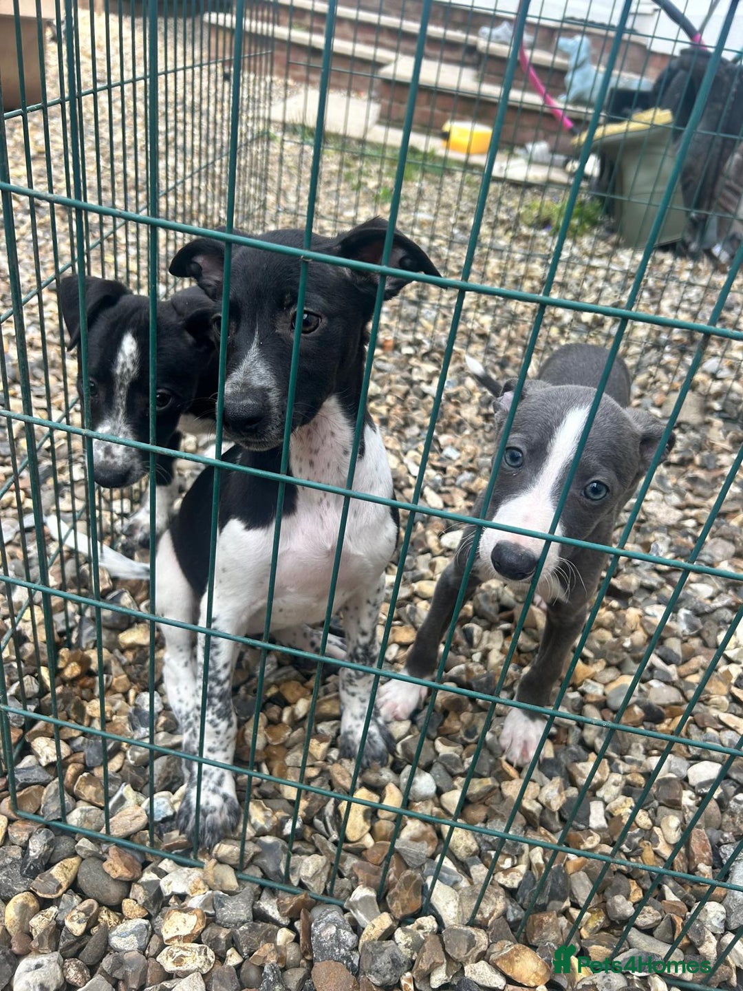 Whippet dogs for sale: 3 quarter whippet quarter collie pups - Image 11