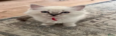 🩷 Pink collar aka Tikka