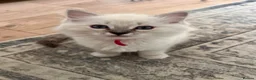 Ragdoll cats for sale: Stunning Ragdoll kittens - READY TO LEAVE NOW!! - Advert 26