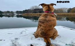 Mixed Breed dogs for sale: Puppies For Sale!  - Image 11