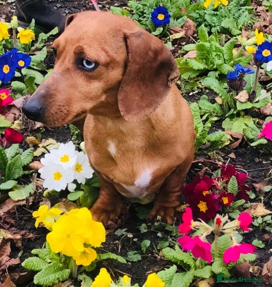 Miniature Dachshund dogs Red dapple miniature dachshund for stud in Rushden - Advert 18