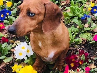 Miniature Dachshund dogs Red dapple miniature dachshund for stud in Rushden - Advert 1
