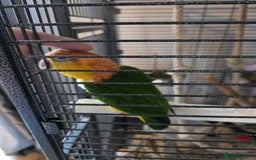 Parrots birds for sale: Handreared Yellow Thighed Caique - Image 5