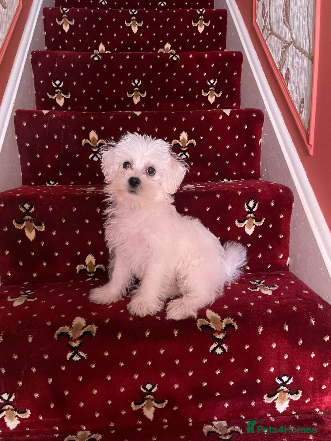 Morkie dogs for sale: Beautiful little boy Arlo - Image 1