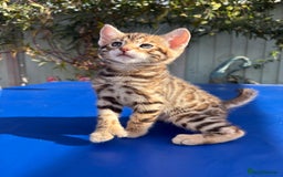 Keetso cats for sale: Stunning golden keetsos  - Image 12