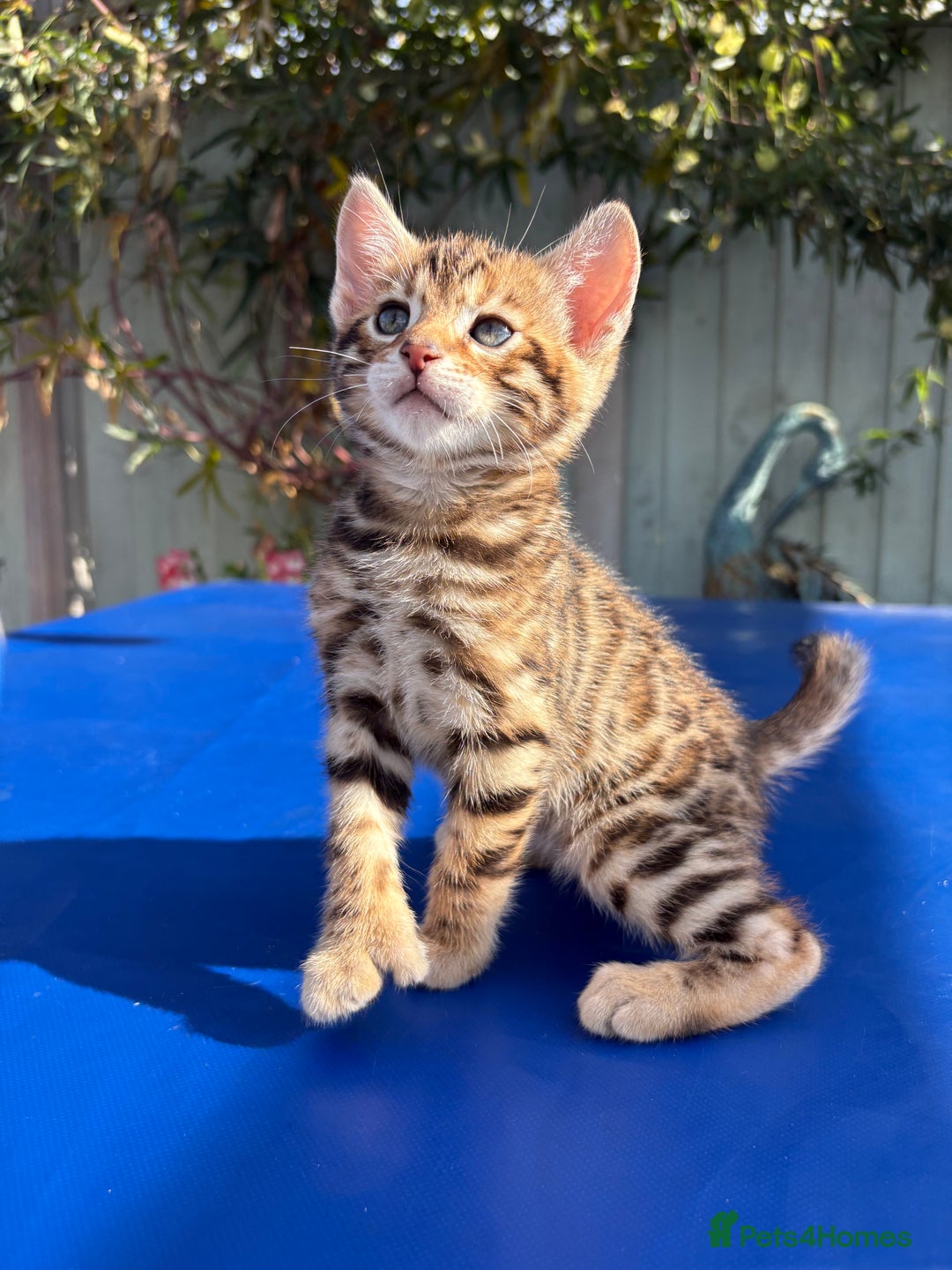 Keetso cats for sale: Stunning golden keetsos  - Image 12