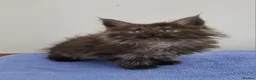 Maine Coon cats for sale: GCCF Pedigree Maine Coon Kittens  - Advert 9