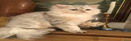 British Shorthair cats for sale: British shorthair kittens  - Advert 2