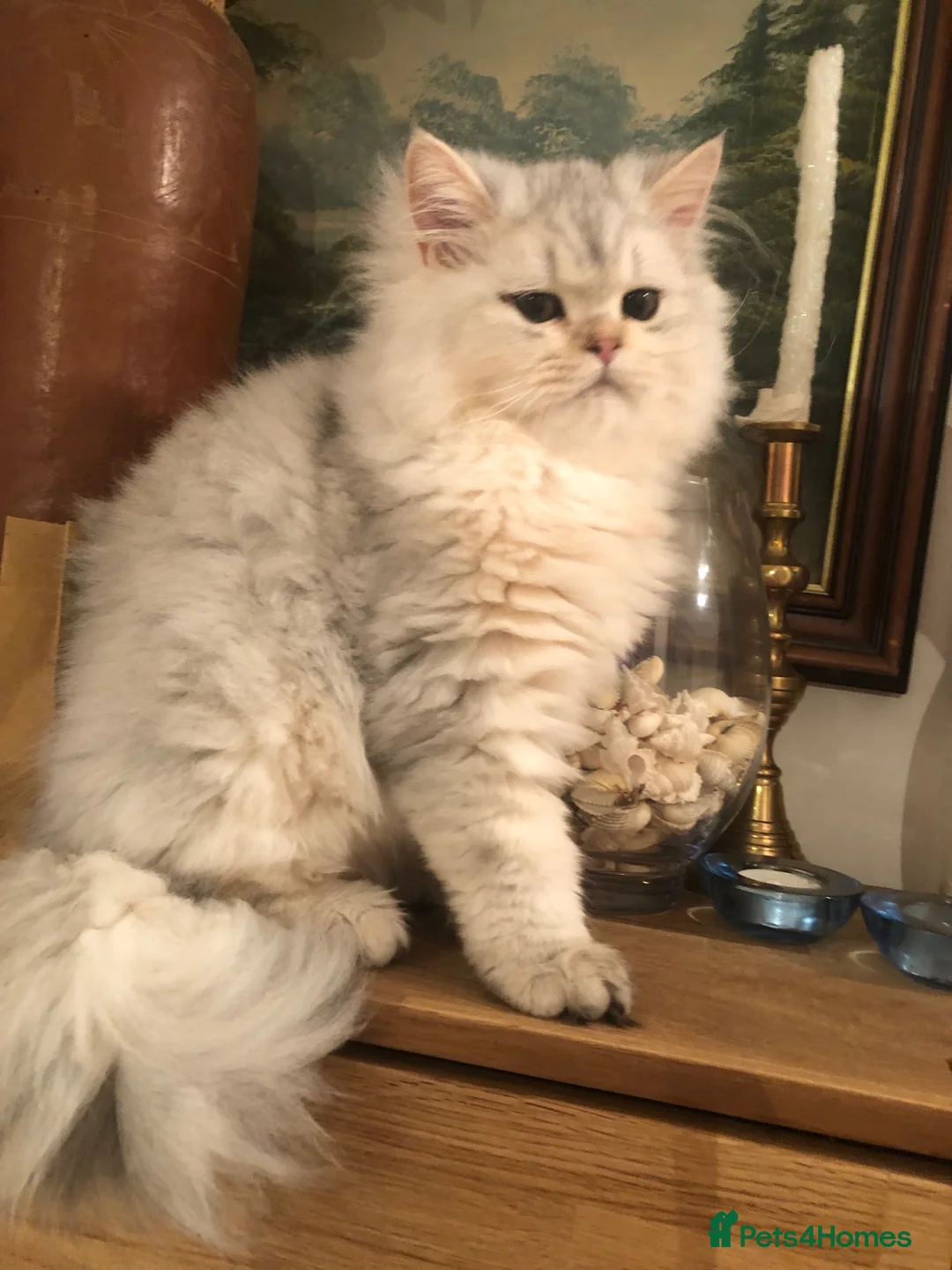 British Shorthair cats for sale: British shorthair kittens  - Advert 2