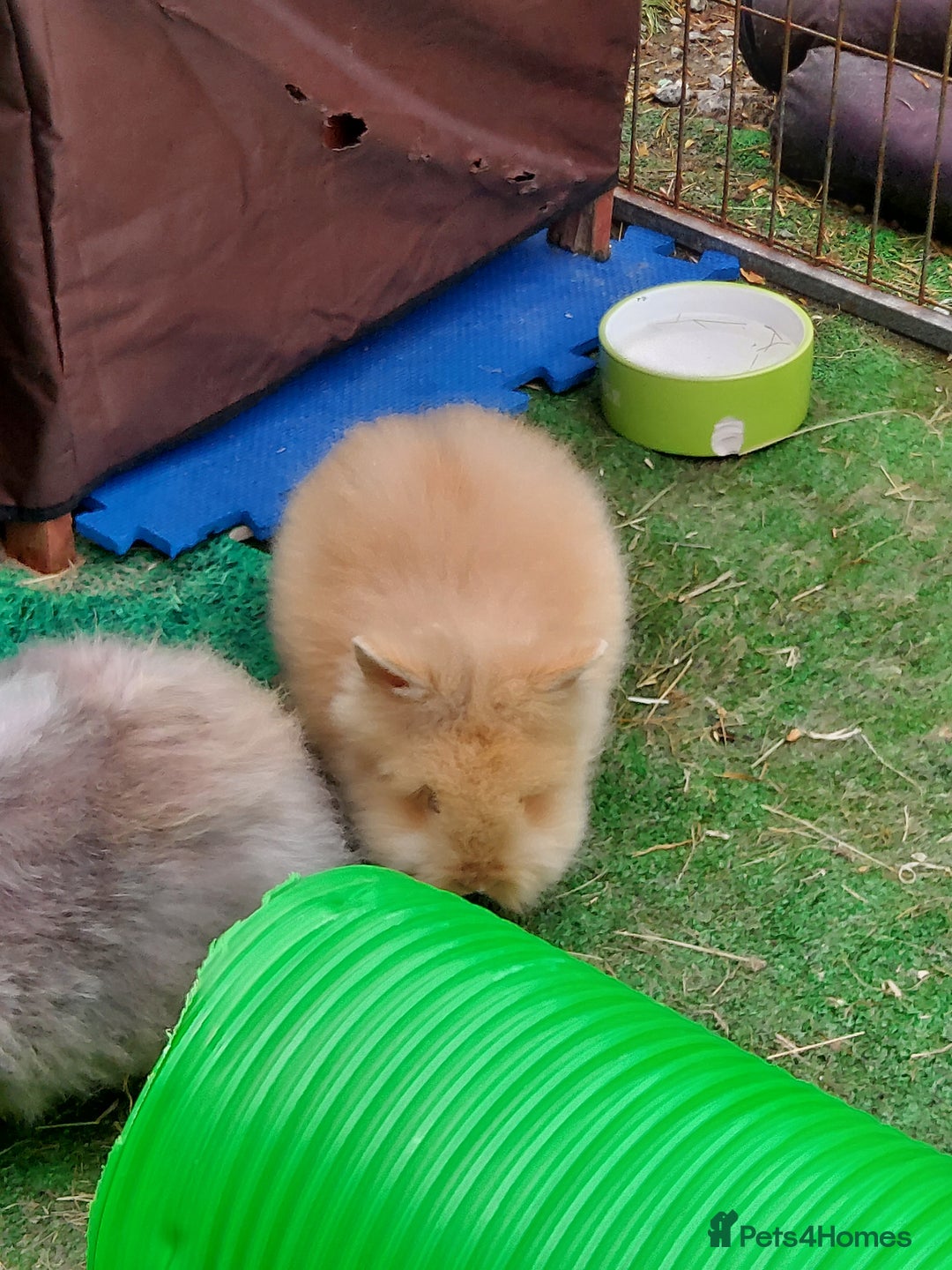 Lionhead rabbits for sale: Beautiful Double Maned Lionhead Babies - Image 4