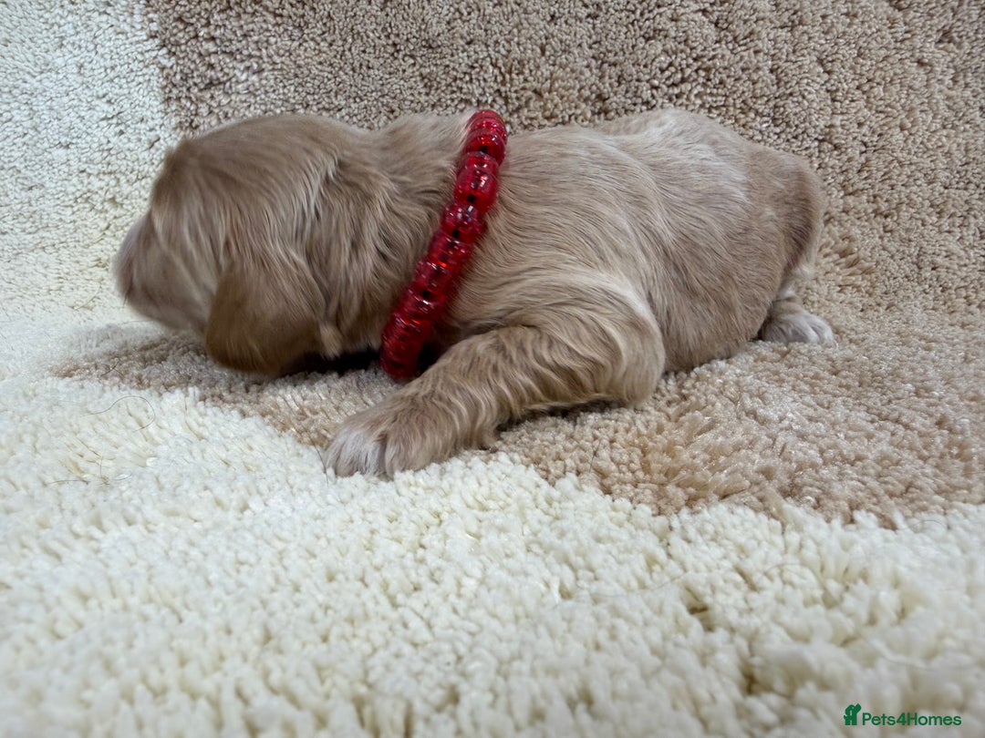 Cockapoo dogs for sale: F1 mini cockapoos health tested parents  - Advert 7