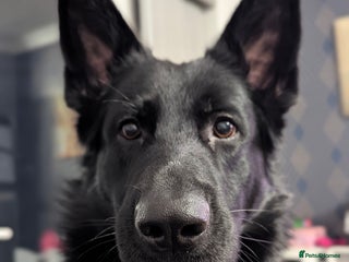 German Shepherd dogs in Halesowen - Advert 3