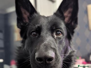 German Shepherd dogs German Shepherd Stud KC - Available for AI/Natural in Halesowen - Advert 2