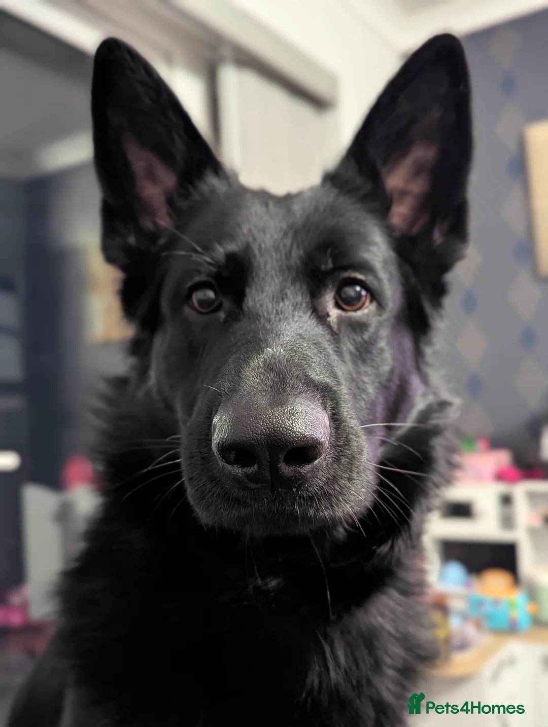 German Shepherd dogs for stud: Black German Shepherd Stud KC  in Halesowen - Advert 2