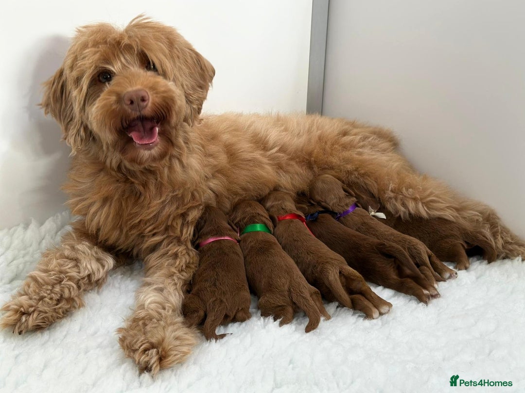 Australian Labradoodle dogs for sale: Superior Authentic Australian Labradoodle Puppies - Image 2