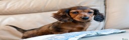 Miniature Dachshund dogs for sale:  Miniature Long-Haired Dachshund Puppies–Red Merle - Advert 24