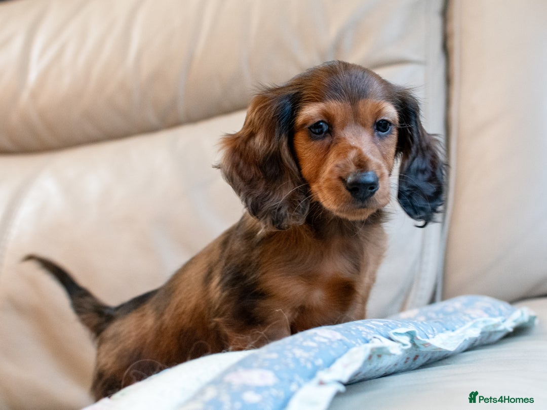 Miniature Dachshund dogs for sale:  Miniature Long-Haired Dachshund Puppies–Red Merle - Advert 24