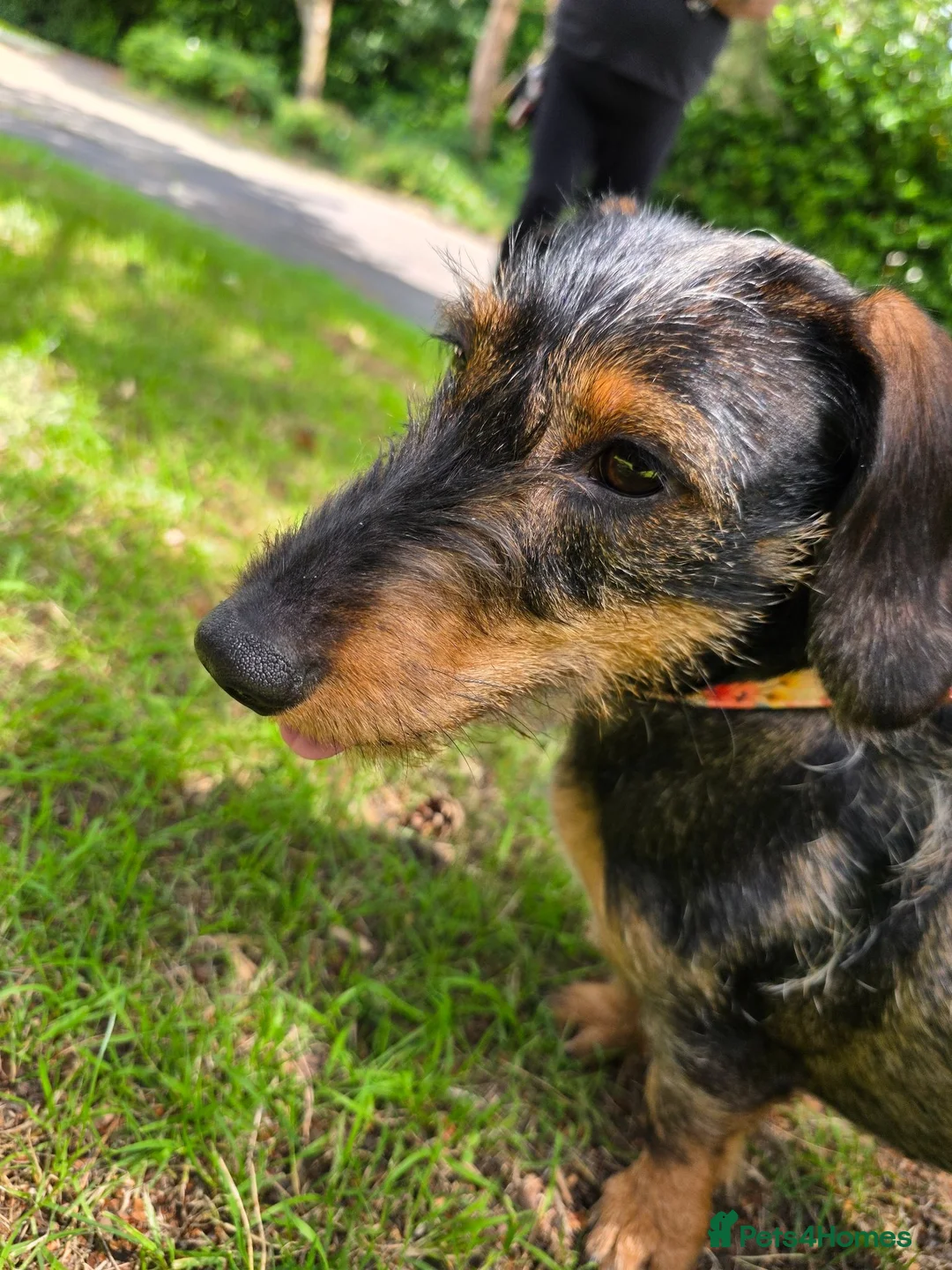 Dachshund dogs for sale: Miyo needs a loving home  in Wolverhampton - Advert 2