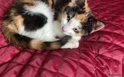 Mixed Breed cats for sale: Cute Adorable Kittens for Sale - Image 13