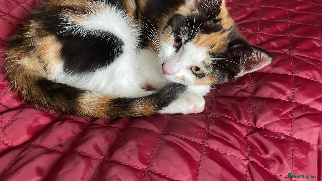 Mixed Breed cats for sale: Cute Adorable Kittens for Sale - Image 13