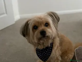 Mixed Breed dogs Pomeranian/bichon frise cross - Advert 3