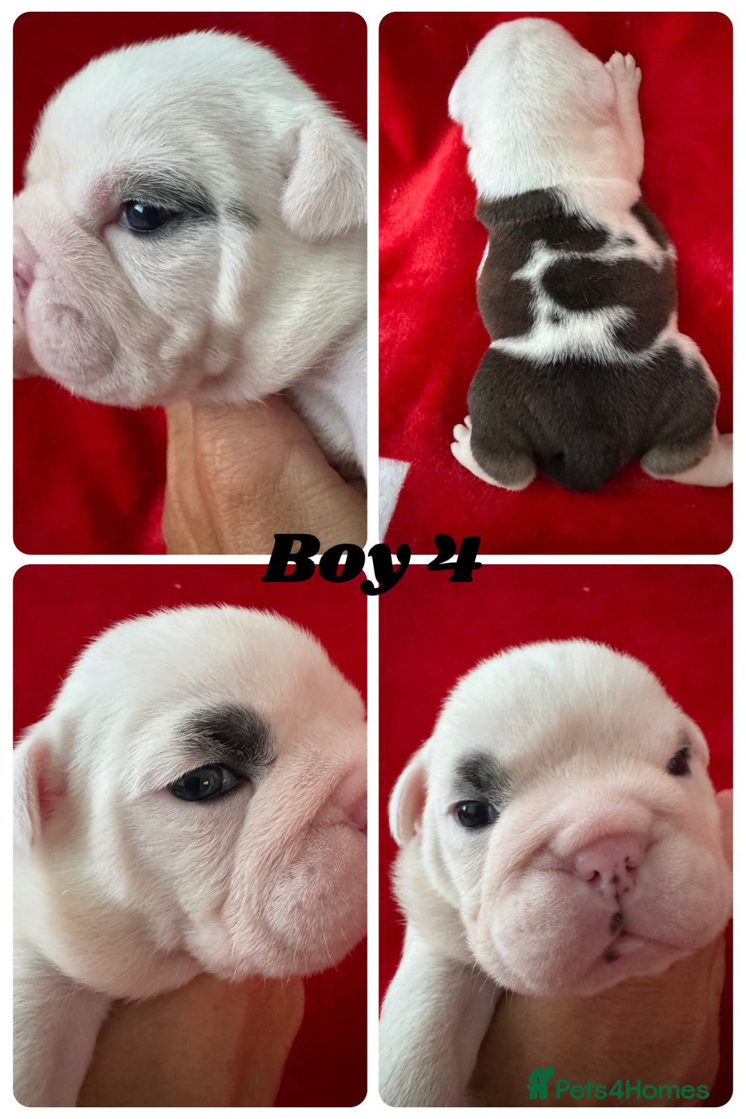 English Bulldog dogs for sale: KC Registered English Bulldog Puppies - Image 8