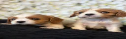 Cavalier King Charles Spaniel dogs for sale: Last one - Ready to go - Beautiful KC Registered  - Advert 13