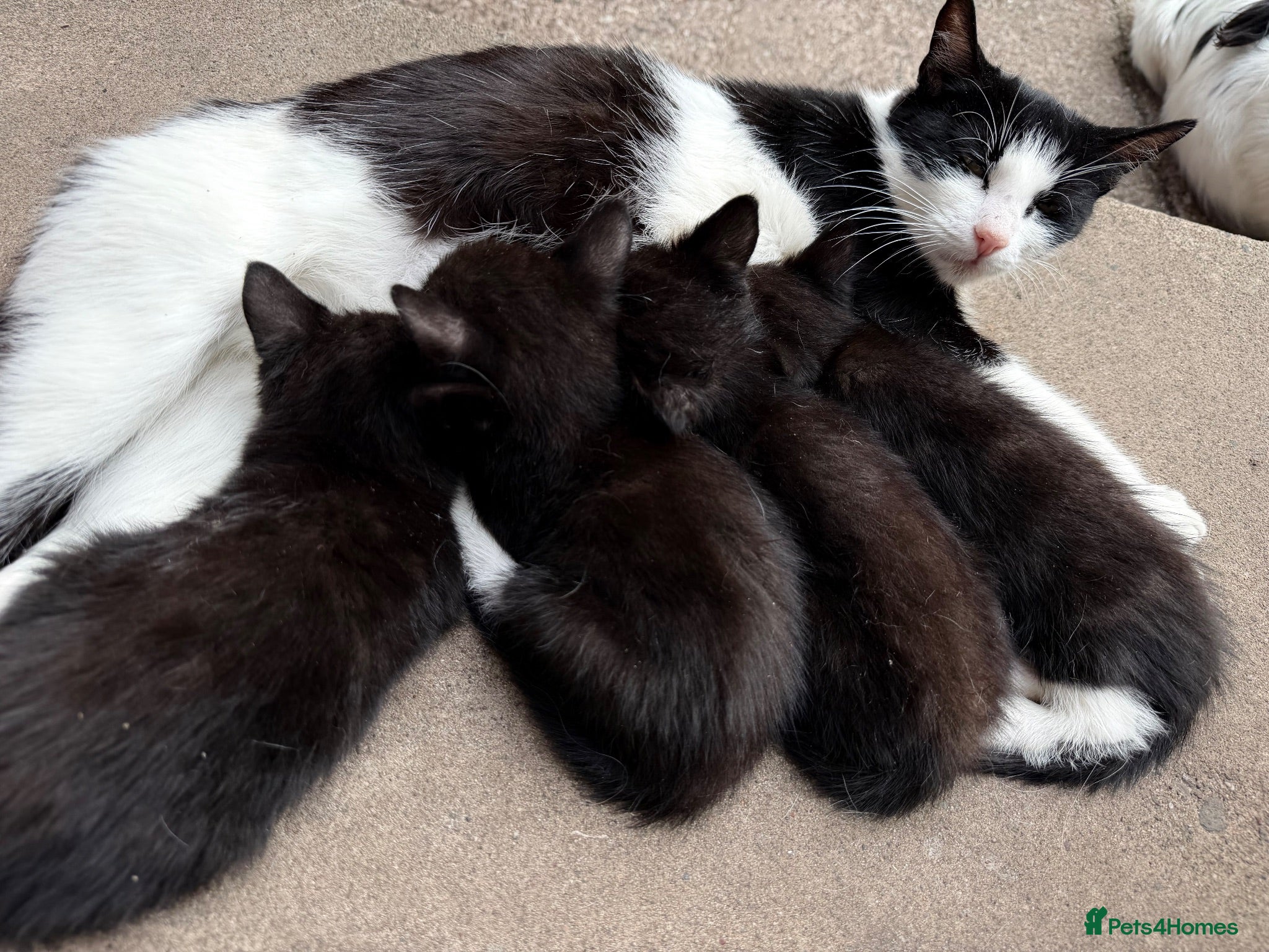American Shorthair cats Cute kittens  - Advert 1