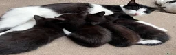American Shorthair cats for sale: Cute kittens  - Advert 1