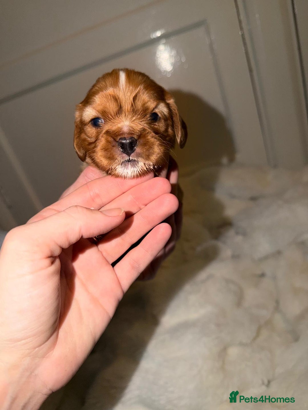 Cavalier King Charles Spaniel dogs for sale: 5 beautiful Cavalier King Charles puppies - Advert 7