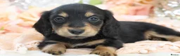 Miniature Dachshund dogs for sale: KC Longhair Miniature Dachshund Puppies - Advert 33