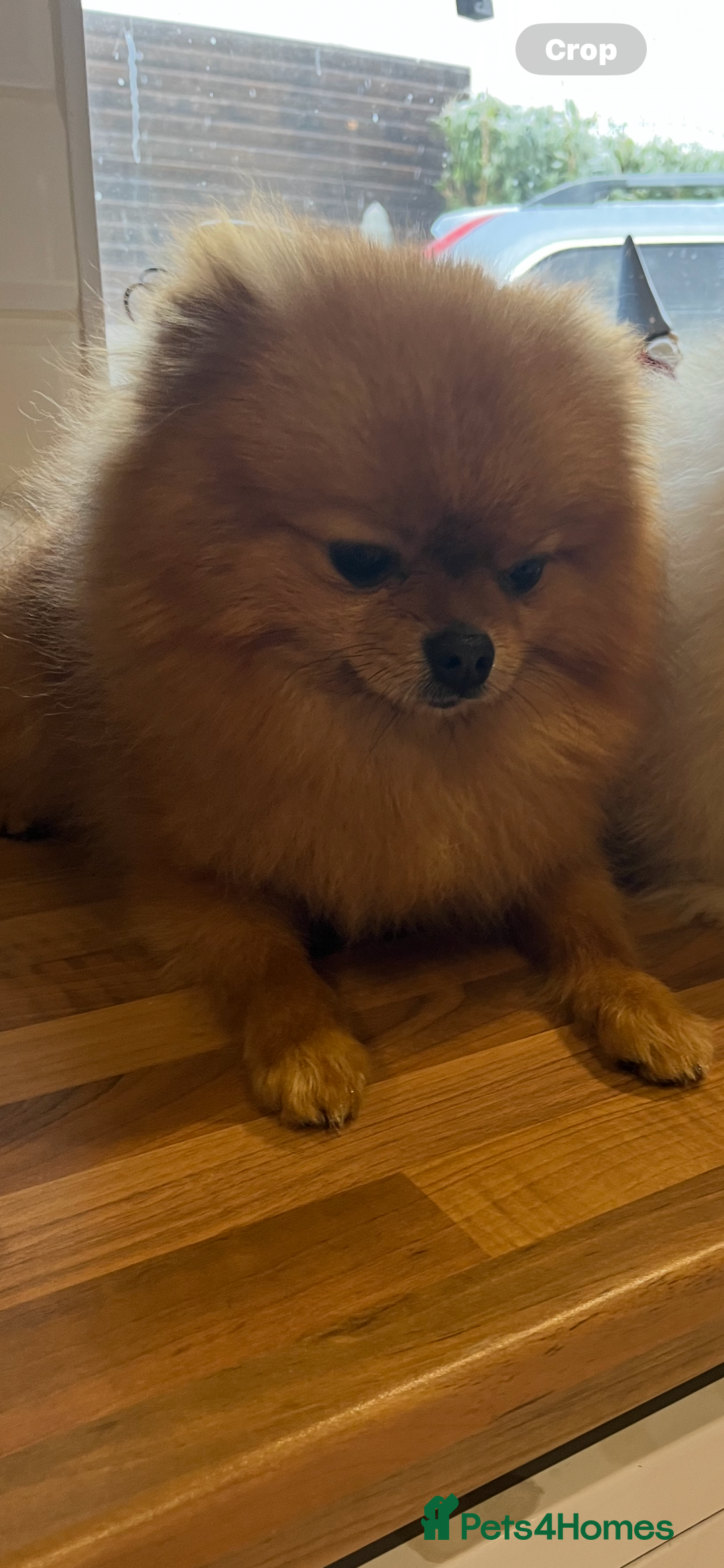 Pomeranian dogs for sale: Male Pomeranian  - Image 11