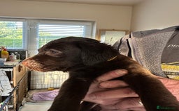 Labrador Retriever dogs for sale: Labrador puppies - Image 15