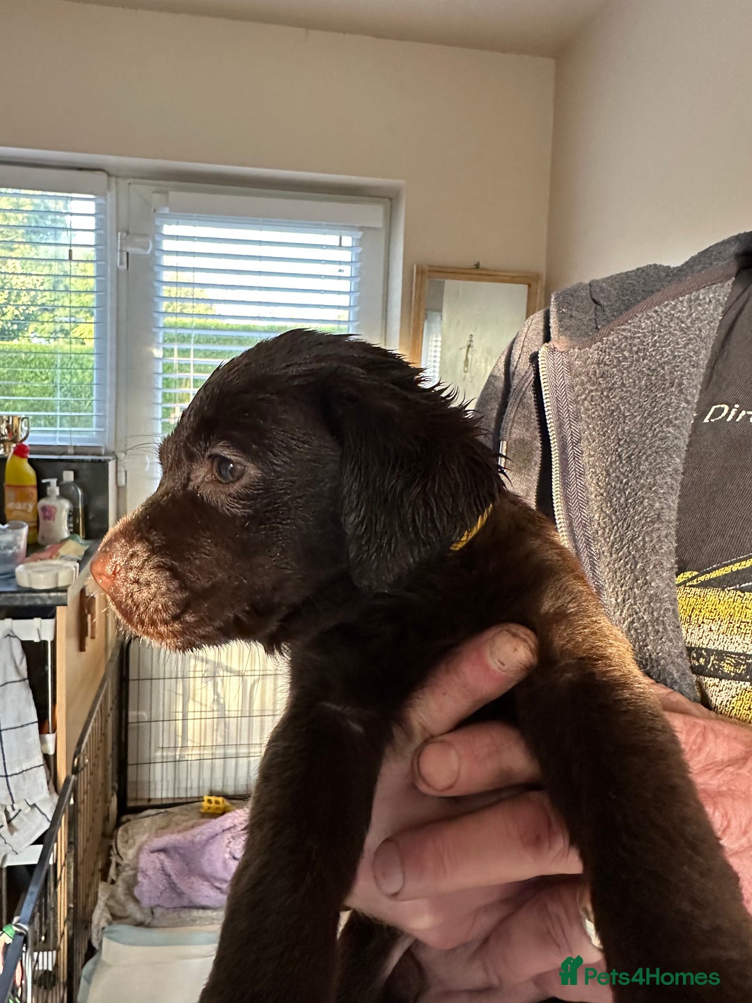 Labrador Retriever dogs for sale: Labrador puppies - Image 15
