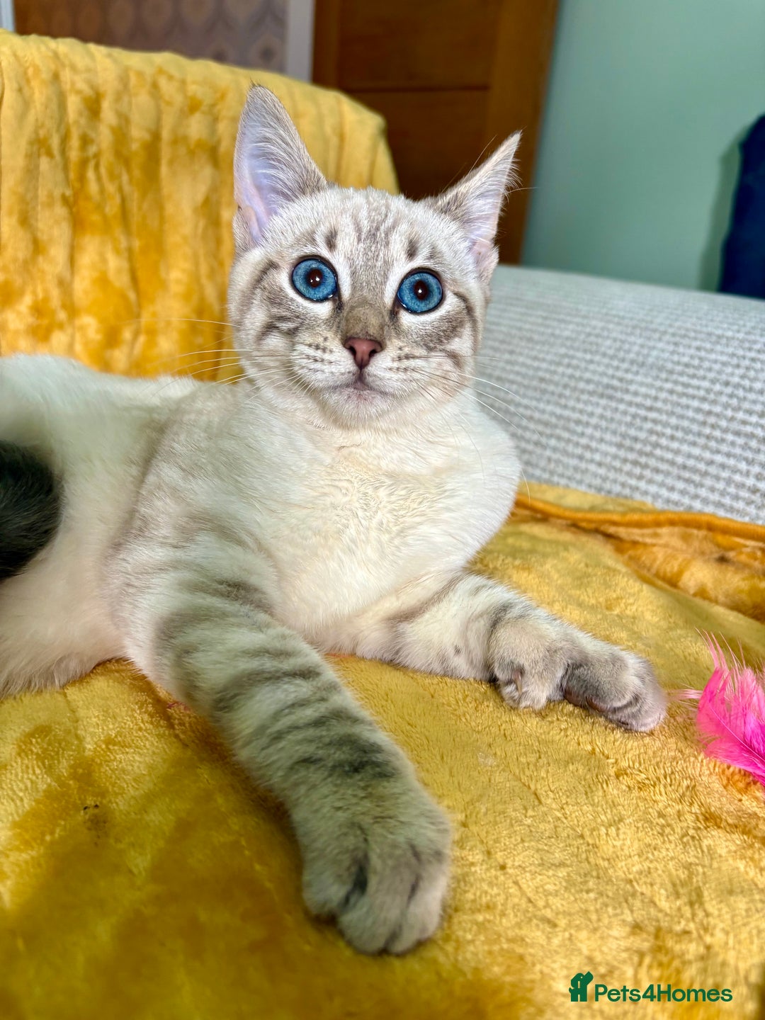 Keetso cats for sale: Superb polydactyl girl - Advert 12