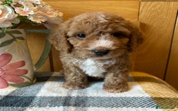 Cockapoo dogs for sale: Stunning Cockapoo puppies ready in a week  - Image 4