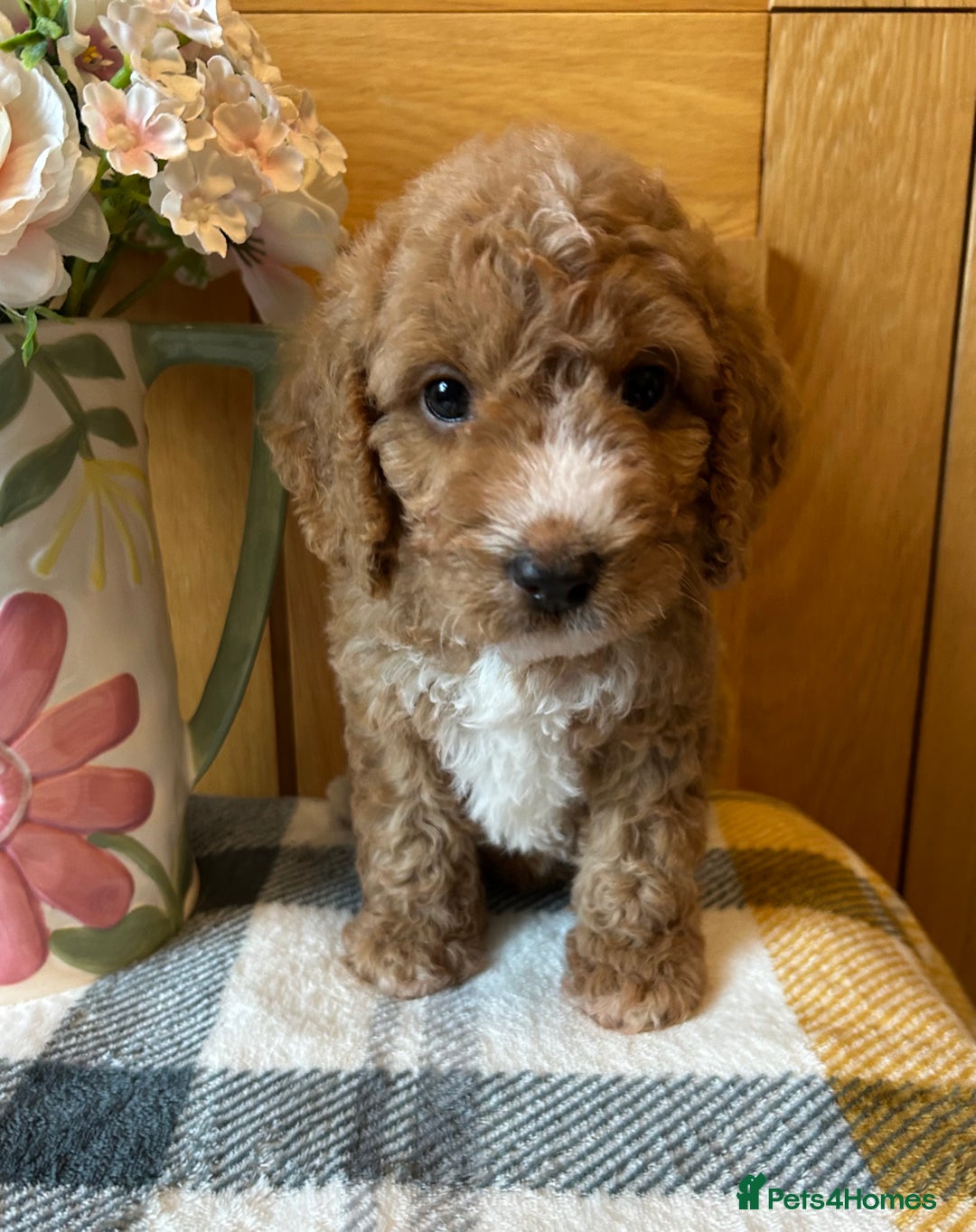 Cockapoo dogs for sale: Stunning Cockapoo puppies ready in a week  - Image 4
