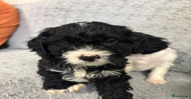 Cavapoo dogs - Advert 8