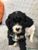 Cavapoo dogs - Advert 2