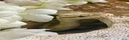 Python Snake reptiles for sale: Ball pythons looking for new home  - Advert 2