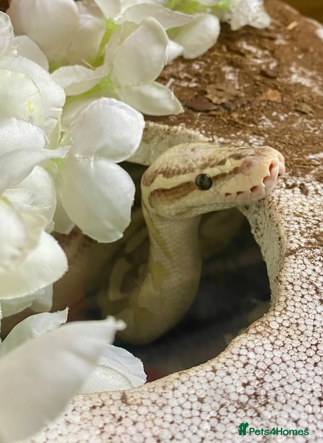 Python Snake reptiles for sale: Ball pythons looking for new home  - Advert 2