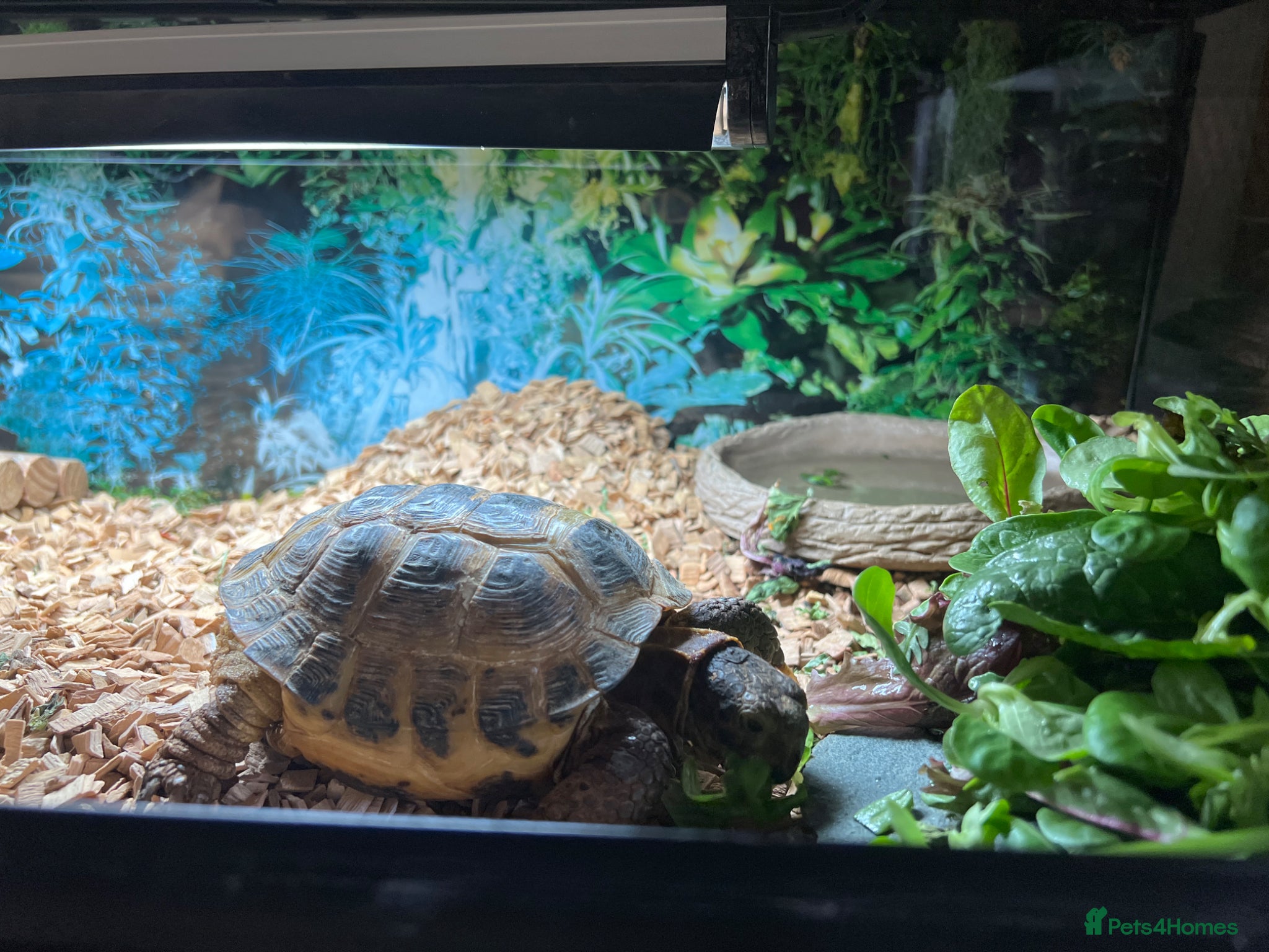 Tortoise reptiles Horsefield Tortoise approx 10 years old - Advert 2