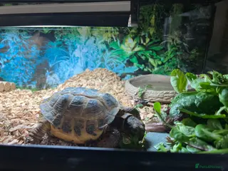 Tortoise reptiles Horsefield Tortoise approx 10 years old - Advert 2