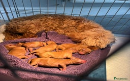Cockapoo dogs for sale: F2 Red Cockapoo’s  - Image 5
